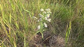 Symphotrichum ericoides Many Flowered Aster or White Heath Aster from seed flowering first year [upl. by Runstadler]