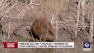 Wildlife experts looking into possible tularemia spread among beavers in state [upl. by Olenka907]