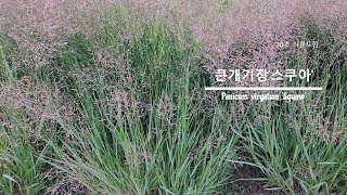 30초 식물도감큰개기장스쿠아 Panicum virgatum Squaw [upl. by Gnoud476]