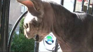 Sphynx Cat Talking to Birds [upl. by Mcmurry]