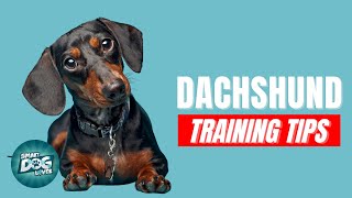 How to Train Your Dachshund  Best Dachshund Puppy Training Tips [upl. by Ozneral]