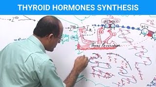 Thyroid Hormones Synthesis  Thyroid Gland 👨‍⚕️ [upl. by Ynetruoc624]