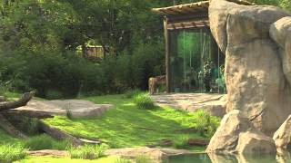 Africa New Lion Exhibit  Cincinnati Zoo [upl. by Ellerihs857]