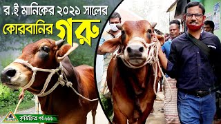 এবার দেখুন রইমানিকের কোরবানির গরু ক্রয়ের মজার ভিডিও  ঈদ 2021Chitrapuri Krishi Chitra Cow hat [upl. by Ahsiliw]