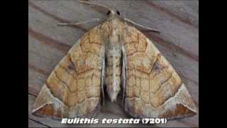 Part 8 Common Carpet and Pug Moths Family Geometridae [upl. by Devehcoy]