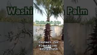 Fresh Stem Washingtonia Palm for Farm House gogreen houseplants indoorgreen happygarden [upl. by Dwaine]