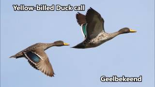 Yellow billed Duck call [upl. by Desirae477]