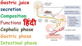 Gastric juice anatomy and physiology in hindi  Mechanism of HCL secretion [upl. by Edison]