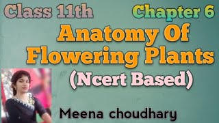 Monocot and Dicot stemPart5chap6Ncert Class 11th biology youtubevideos trendingviralvideo [upl. by Ynos]