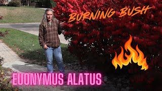 Plant of the week Euonymus Alatus the burning bush [upl. by Copp]