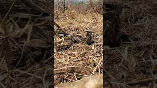 Caprimulgus clarus  SlenderTailed Nightjar [upl. by Nylrats668]