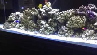 140 GALLON SALTWATER AQUARIUM JULY 2014 UPDATE [upl. by Gibeon]