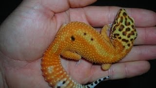 How to handle your leopard gecko [upl. by Odlareg]