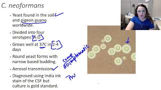 Cryptococcus neoformans [upl. by Anirdua]