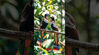 Nice pakshi 😱 shorts beautiful animals peacock birds reels trendingshorts [upl. by Sioled]