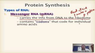 Chapter 13 Part 1  Types of RNA [upl. by Chirlin41]