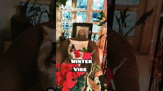 You Must Have Poinsettia And Kalanchoe to Create Winter Vibe in Your Home  shortsfeed winter [upl. by Avevoneg]