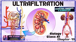 ULTRAFILTRATION  Chap  19  class11 biology neet education excretion [upl. by Llertac]