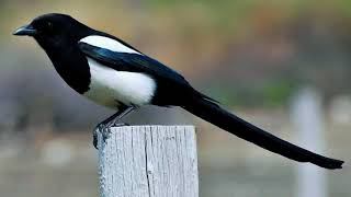 Blackbilled magpie call Blackbilled magpie singing HD blackbilled magpie sound [upl. by Namhar338]