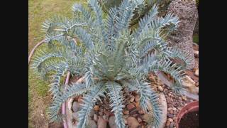 Cycads  Encephalartos in South Africa [upl. by Karr]