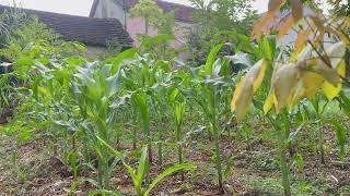 Jardin de maïs vert 🌽🌽🌽 La beauté du jardinage [upl. by Wollis456]