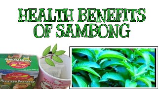 HEALTH BENEFITS OF SAMBONG  HEALTH BENEFITS OF SAMBONG TEA  HERBAL TEA  SAMBONG LEAVES WELLNESS [upl. by Nnaer]