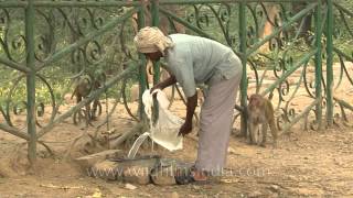 Man providing water for Macaques [upl. by Suckram201]