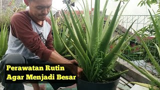 TIPS RUTIN MERAWAT LIDAH BUAYA AGAR TUMBUH BESAR  Menanam Lidah buaya lidahbuaya aloevera [upl. by Llovera130]