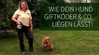 Hundetraining ► Anti Giftköder Training ► Wie Dein Hund Giftköder amp Co liegen lässt [upl. by Nnairrek]