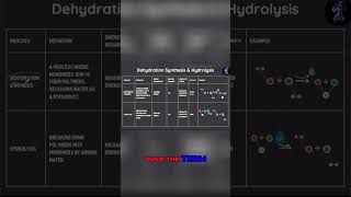 Dehydration Synthesis vs Hydrolysis Understanding the Concept [upl. by Jeuz]