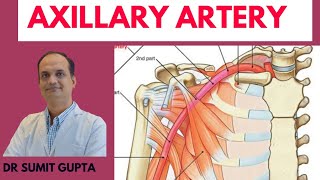 AXILLARY ARTERY  UPPER LIMB [upl. by Freedman]