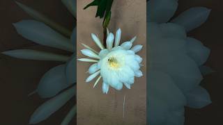 Nishagandhi  Night Queen  Epiphyllum Oxypetalum Blooming [upl. by Otero42]