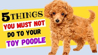 5 Things You Must NOT Do To Your Toy Poodle  All Toy Poodle Owners Must Watch [upl. by Kirima199]