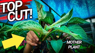 WHY LEAVES DID NOT UNFURL 😥 COMMON PHILODENDRON MISTAKES [upl. by Zoltai]