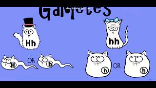 Biology with pinyin through AMOEBA SISTERS  Dihybrid and TwoTrait Crosses [upl. by Nihcas]