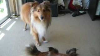 Sheltie Talk  Hear Our Shetland Sheepdogs Sing [upl. by Forbes771]