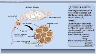 Lecția 5  Țesutul nervos [upl. by Kucik]