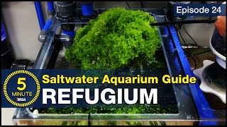 The lazy man’s way to avoid algae Refugium set up tips for nitrate and phosphate control [upl. by Stormy]