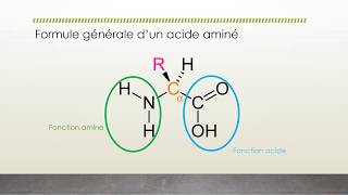 Présentation acides aminés [upl. by Lalita96]