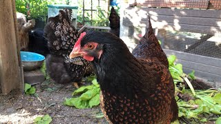 Double Laced Barnevelder Chickens Sky Isa amp Lotje amp Flip the dog [upl. by Afital613]