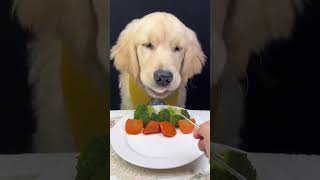 asmr golden retriever dog eating dogs asmrdogshorts dogs goldenretrievergram [upl. by Vally374]