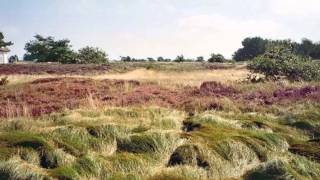 Insel Hiddensee Perle der OstseeSommerBilder [upl. by Yhtommit]