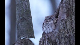 Eastern screechowl calling its mate and responding call backs [upl. by Jolene]