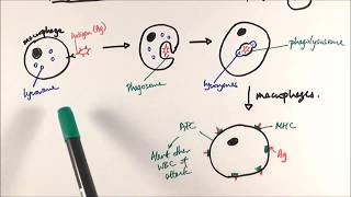 AS Biology  Phagocytosis OCR A Chapter 125 [upl. by Lerraj]