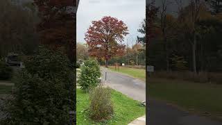 pINK GREEN YELLOW AMAZING l TREES IN 🇨🇦 [upl. by Feriga]