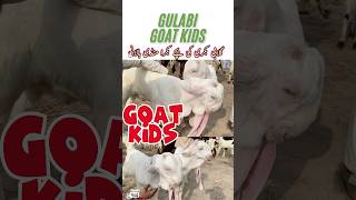 Gulabi bakri ke bache  Gulabi goat kids shorts ytshorts goatkids [upl. by Marget]