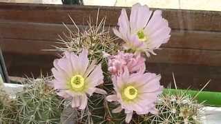 Echinocereus flowering [upl. by Ambrosio]