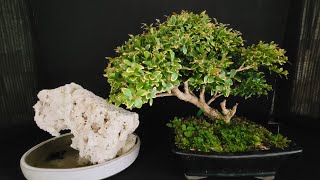 creating a penjing Boxwood Bonsai [upl. by Yrakcaz]