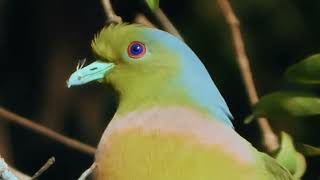 Yellowfooted GreenPigeon  Treron phoenicopterus [upl. by Naitsirhk950]