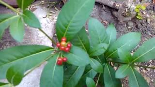 paulillo Rauvolfia tetraphylla plant [upl. by Nede]